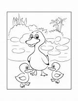 Duck Birds Verbnow Ducks Adorable sketch template