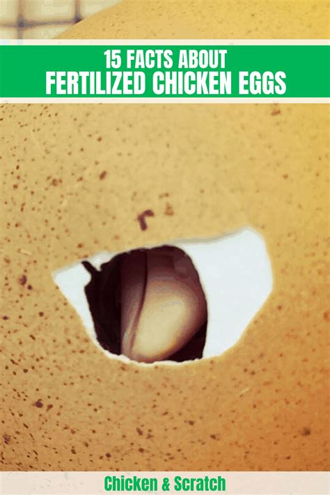 15 Facts About Fertilized Chicken Eggs