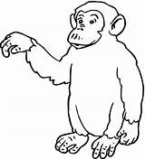 Coloring Pages Chimp Chimpanzee Printable Drawing Orangutan Orangutans Apes Getdrawings Animal Cartoon Hi Says Affe Choose Board Color sketch template