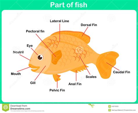 learning parts  fish  kids worksheet stock vector