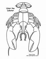 Lobster Coloring Drawing Getdrawings Line Sponsors Wonderful Support Please sketch template