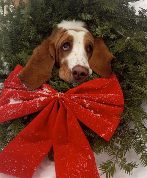 basset christmas basset hound dog basset hound beagle bassett hound