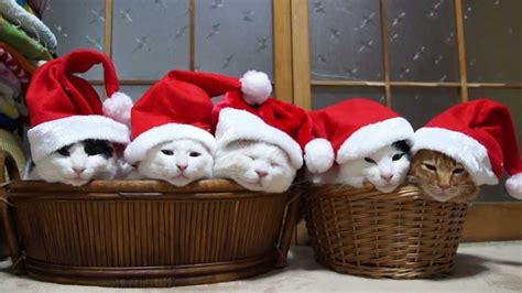 5匹のサンタ santa claus cat youtube
