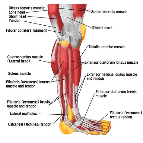 grunner til deigram   leg muscles start   wide stance   front foot