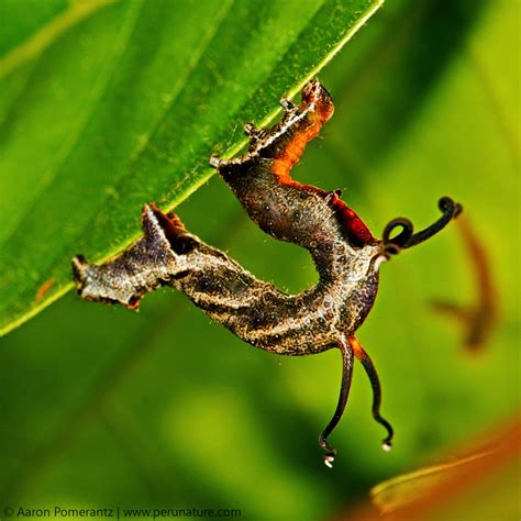 peculiar peruvian caterpillar shows off its dramatic tentacles