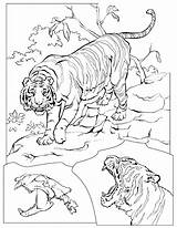 Tygrysy Kolorowanki Tygrys Kolorowanka sketch template