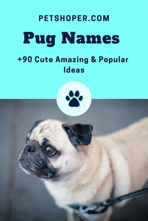 cute pug names sweet amazing popular ideas petshoper pug names puppy names girl