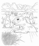 Coloring Desert Animals Pages Printable Animal Popular Plains sketch template