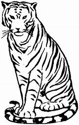 Tigers Coloriages Tigre Animaux Coloringhome Coloriage Clipartmag sketch template