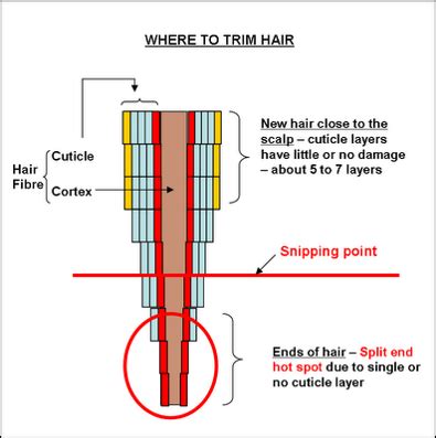 tmc answers split ends    cut   coils glory
