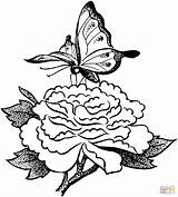 Schmetterling Farfalla Borboleta Farfalle Motyl Mariposa Schmetterlinge Kwiatku Kolorowanka Malvorlagen Uma Druku Pelicans Supercoloring Indusladies Blume sketch template