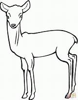 Reh Ausmalbild Rehkitz Malvorlage Daino Disegno Cerbiatto Antelope Zeichnen Kinderbilder Biche Stampare sketch template