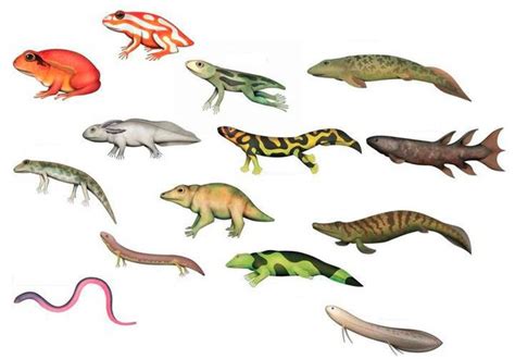 desenhos de animais vertebrados desenhos de animais