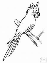 Macaw Coloringbay sketch template