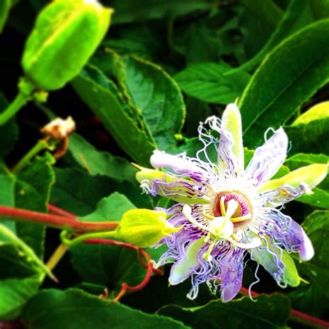 Passion Flowers And Great Tasting Passion Fruit Grow Wild In Oklahoma