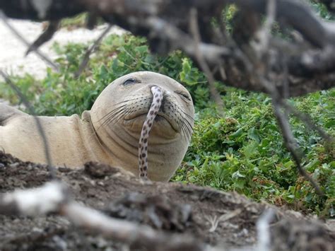 ten ways    hawaiian monk seals noaa fisheries