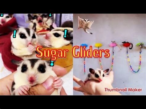 sugar glider youtube