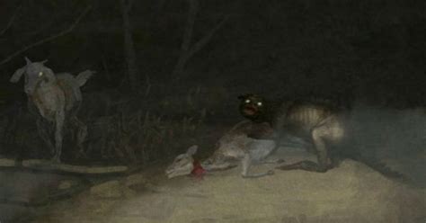 El Chupacabras Volvió A Atacar Y Quedó Registrado En Una Foto Que