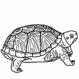 Turtle Sea Outline Drawing Coloring Printable Clipart Clip Reptiles Reptile Pages Tattoo sketch template