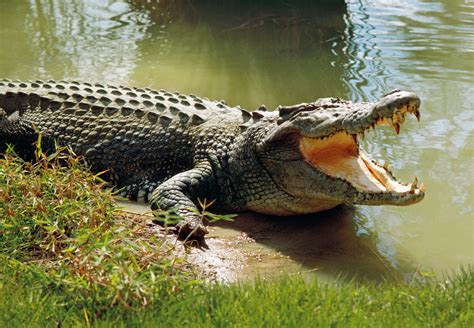 saltwater crocodile guide diet       wild