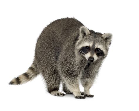 raccoon facts history  information  amazing pictures