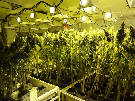 indoor marijuana cultivation   hesperia home vvng victor valley news
