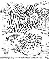 Coloring Sea Anemone Designlooter Under sketch template