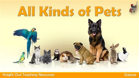 kinds  pets