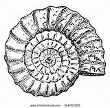 Ammonite Coloring Engraved Vintage Larive Dictionary Fleury Words Illustration Things Vector Stock Designlooter Ammonites Vectors Shutterstock 442px 5kb sketch template