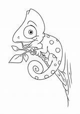 Chameleon Kameleon Camaleonte Lesson Dierlijke Kleurende Beeldverhaal Adulti Illustrazione Animale Coloritura Fumetto sketch template