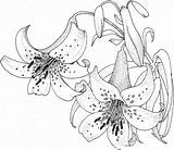 Flori Colorat Planse Desene Coloring Lilies Cheie Cuvinte Imagini Primavara Pentru Tiger sketch template