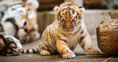 pittsburgh zoo unveils  amur tiger cub  public