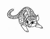 Gato Colorear Africano Salvaje Gatto Desenho Selvatico Selvagem Wildcats Africanos Disegno Acolore Animali sketch template