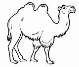 Colorear Camellos Cammelli Disegno Camels Stampare Cartonionline sketch template