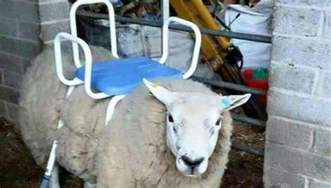 Inquiries Are Flocking In Sheep Advertised As Ride On