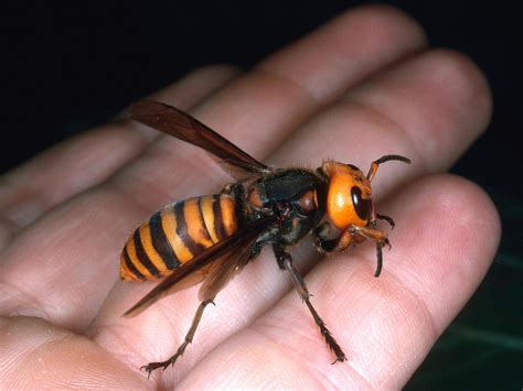 giant hornets kill dozens  china warm temps    health news florida