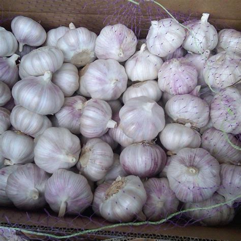 china fresh white garlic  manufacturers suppliers factory wholesale price fresh white