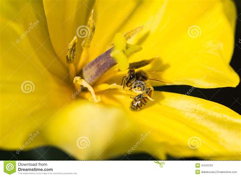 bijen en tulpen stock afbeelding image  naughty bloemblaadjes