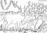Deer Stag sketch template