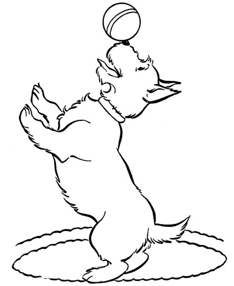 scottish terrier dog coloring page scottie mania pinterest