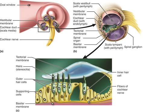 special senses hearing audition  balance anatomy  physiology