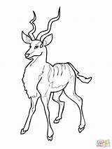 Kudu Coloring Antelope Pages African Supercoloring Drawing Printable Woodland Crafts Dot sketch template