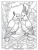 Bird Birds Coloring Pages Amazing Animal Book Visit Jungle Kids Colouring sketch template