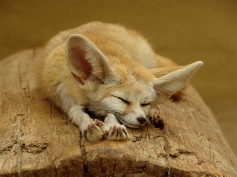 animal wildlife fennec foxe facts  images