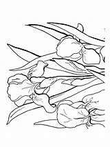 Iris Flower Pages Coloring Printable sketch template