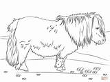 Pony Shetland Coloring Pages Lưu Supercoloring Cute ã Từ sketch template