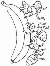Coloring Ants Colorat Fourmi Furnici Formigas Hill Furnica Planse Hormigas Animale Imagini Ameisen P01 P10 Formiga Desene Anthill Buzz2000 Primiiani sketch template