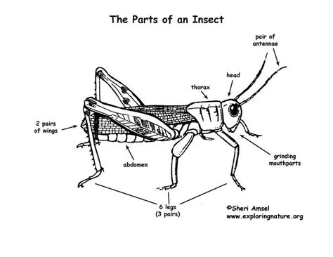teaching kids science insectsbeekeeping part     wander  lost