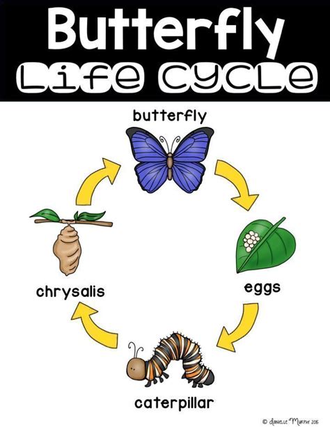 life cycle   butterfly   animals   circle  text