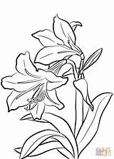 Amaryllis Coloring Pages Drawing Flowers Printable Supercoloring Categories sketch template